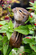 Chipmunk Falling Over Photograph by Dawna Moore Photography
