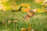 Chipmunk Licking His Paws Photograph by Joni Eskridge Chipmunk Licking His Paws Photograph by Joni Eskridge