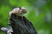 Chipmunk Lookout Photograph by Joseph Skalny