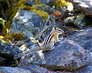 Chipmunk on the Rocks Photograph by Ben Upham III