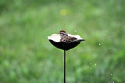 Chipping Sparrow Bath Photograph by Jackson Pearson