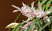 Christmas Cactus Photograph by Dave Bosse