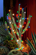 Christmas Cactus Photograph by Kelley King