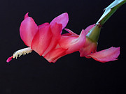 Christmas Cactus on Black Photograph by Farol Tomson