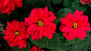 Christmas poinsettia triptych  Photograph by Louis Dallara
