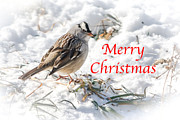 Christmas Sparrow Photograph by Holden The Moment