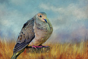 Chubby Dove Photograph by Cathy Kovarik