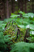 Chugach National Forest Photograph by Scott Slone