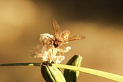 Cicada Hornet on Iris in Sepia Photograph by Colleen Cornelius