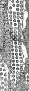 Cilia and Basal Bodies TEM Photograph by Greg Antipa Cilia and Basal Bodies TEM Photograph by Greg Antipa