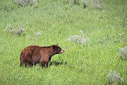 Cinnamon Phase Black Bear Eating Daisies Photograph by Jemmy Archer