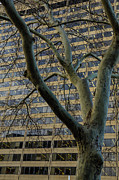 City View SYD01 Photograph by Werner Padarin