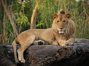 Classic Young Male Photograph by Steven Sparks