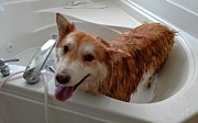 Clean Doggo Photograph by Brad Nellis