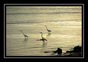Clearwater Beach Photograph by Carolyn Marshall Clearwater Beach Photograph by Carolyn Marshall