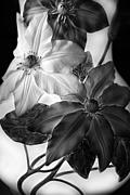 Clematis Overlay Photograph by Jessica Jenney