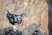 Cliffside Ptarmigan Photograph by Tim Newton Cliffside Ptarmigan Photograph by Tim Newton