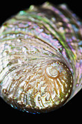 Close-up of Abalone Shell Photograph by Bill Brennan - Printscapes Close-up of Abalone Shell Photograph by Bill Brennan - Printscapes