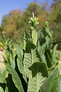 Close up of tobacco plant Photograph by Karen Foley