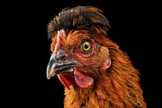 Closeup Ginger Chicken Isolated on Black Background in Profile view Photograph by Sergei Taran