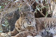 Closeup of Bobcat Photograph by Colleen Cornelius