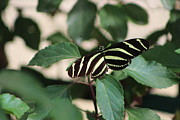 Closeup of Zebra Butterfly Photograph by Colleen Cornelius Closeup of Zebra Butterfly Photograph by Colleen Cornelius