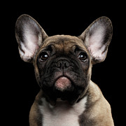 Closeup Portrait French Bulldog Puppy, Cute Looking in Camera Photograph by Sergei Taran