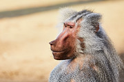 Closeup portrait of a male Baboon Photograph by Nick Biemans