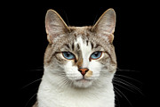 Closeup Portrait of face White Cat, Blue Eyes Isolated Black Background Photograph by Sergei Taran