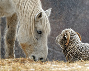 Clouseau and Friend Photograph by Don Schroder