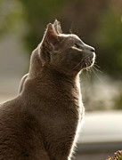 Clydes Profile Photograph by James Steele
