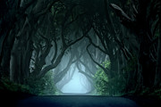 Cold and blue morning at Dark hedges Photograph by Jaroslaw Blaminsky Cold and blue morning at Dark hedges Photograph by Jaroslaw Blaminsky