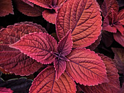 Coleus 1 Photograph by Jill Love