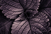 Coleus 6001 Photograph by Dan Beauvais