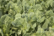 Collard Greens Photograph by Inga Spence