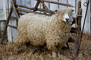 Colonial Longwool Sheep Photograph by Rachel Morrison