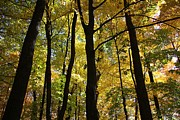 Color in Baraboo Photograph by Veronica Batterson