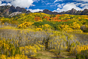 Colorful Colorado Kebler Pass Fall Foliage  Photograph by James BO Insogna