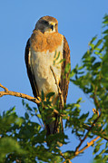 Colorado Swainson's Hawk Dark Morph Photograph by John De Bord