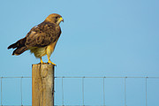 Colorado Swainson's Hawk Perched Photograph by John De Bord