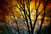 Colorful Sunset Silhouette Photograph by James BO Insogna Colorful Sunset Silhouette Photograph by James BO Insogna