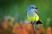Colors Of A Flycatcher Photograph by John De Bord