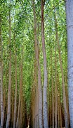 Columbia Gorge Tree Farm 1478 28x48 Photograph by Jerry Sodorff