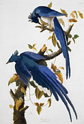 Columbia Jay, 1830, Photograph by Granger Columbia Jay, 1830, Photograph by Granger
