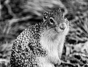 Columbian Ground Squirrel, Black and White Photograph by Adam Morsa Columbian Ground Squirrel, Black and White Photograph by Adam Morsa