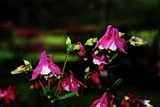 Columbine Flower Gathering Photograph by Allen Nice-Webb Columbine Flower Gathering Photograph by Allen Nice-Webb