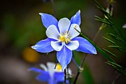 Columbine Photograph by Michael Brungardt