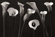 Composition With Calla Lily Photograph by Floriana Barbu