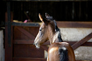 Concentration Photograph by Mark Egerton
