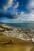 Conch Shell Photograph by Amanda Jones